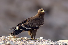 Steppe Eagle (Aquila nipalensis) - Aigle des Steppes (10645)