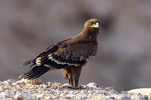 Steppe Eagle (Aquila nipalensis) - Aigle des Steppes (10645) Steppe Eagle (Aquila nipalensis) - Aigle des Steppes (10645)
