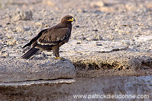 Steppe Eagle (Aquila nipalensis) - Aigle des Steppes (10646)