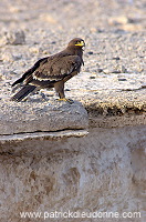 Steppe Eagle (Aquila nipalensis) - Aigle des Steppes (10647)