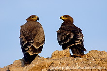 Steppe Eagle (Aquila nipalensis) - Aigle des Steppes (10649)