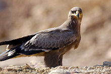 Steppe Eagle (Aquila nipalensis) - Aigle des Steppes (10650)