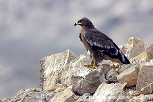 Steppe Eagle (Aquila nipalensis) - Aigle des Steppes (10652)