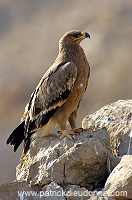 Steppe Eagle (Aquila nipalensis) - Aigle des Steppes (10654)