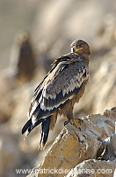 Steppe Eagle (Aquila nipalensis) - Aigle des Steppes (10655)