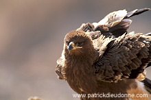 Steppe Eagle (Aquila nipalensis) - Aigle des Steppes (10946)