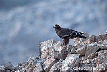 Steppe Eagle (Aquila nipalensis) - Aigle des Steppes (10947)