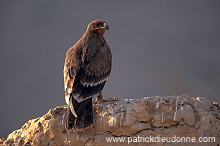 Steppe Eagle (Aquila nipalensis) - Aigle des Steppes (10952)