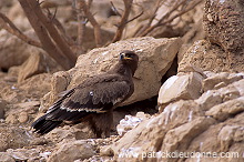 Steppe Eagle (Aquila nipalensis) - Aigle des Steppes (10953)