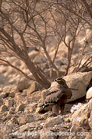 Steppe Eagle (Aquila nipalensis) - Aigle des Steppes (10956)