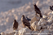 Steppe Eagle (Aquila nipalensis) - Aigle des Steppes (10958)