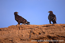 Steppe Eagle (Aquila nipalensis) - Aigle des Steppes (10959)