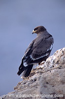 Steppe Eagle (Aquila nipalensis) - Aigle des Steppes (10962)