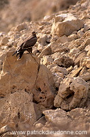 Steppe Eagle (Aquila nipalensis) - Aigle des Steppes (10966)