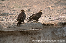 Steppe Eagle (Aquila nipalensis) - Aigle des Steppes (10970)