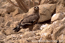 Steppe Eagle (Aquila nipalensis) - Aigle des Steppes (10971)