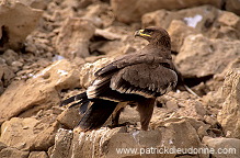 Steppe Eagle (Aquila nipalensis) - Aigle des Steppes (10972) Steppe Eagle (Aquila nipalensis) - Aigle des Steppes (10972)