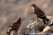 Steppe Eagle (Aquila nipalensis) - Aigle des Steppes (10973)