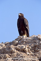 Steppe Eagle (Aquila nipalensis) - Aigle des Steppes (10975)