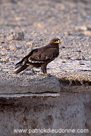 Steppe Eagle (Aquila nipalensis) - Aigle des Steppes (10977)