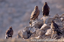Steppe Eagle (Aquila nipalensis) - Aigle des Steppes (10984) Steppe Eagle (Aquila nipalensis) - Aigle des Steppes (10984)