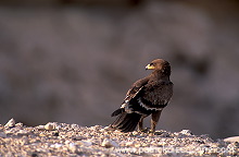 Steppe Eagle (Aquila nipalensis) - Aigle des Steppes (10986)