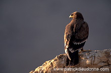 Steppe Eagle (Aquila nipalensis) - Aigle des Steppes (10987)