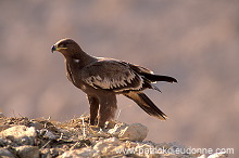 Steppe Eagle (Aquila nipalensis) - Aigle des Steppes (10989)