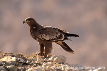 Steppe Eagle (Aquila nipalensis) - Aigle des Steppes (10989) Steppe Eagle (Aquila nipalensis) - Aigle des Steppes (10989)