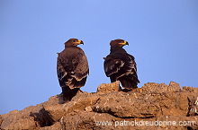 Steppe Eagle (Aquila nipalensis) - Aigle des Steppes (10990) Steppe Eagle (Aquila nipalensis) - Aigle des Steppes (10990)