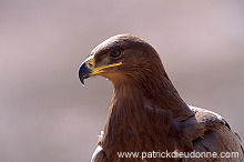 Steppe Eagle (Aquila nipalensis) - Aigle des Steppes (10992)