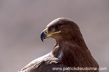 Steppe Eagle (Aquila nipalensis) - Aigle des Steppes (10993)