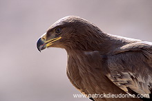 Steppe Eagle (Aquila nipalensis) - Aigle des Steppes (10996)