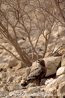 Steppe Eagle (Aquila nipalensis) - Aigle des Steppes -  20738