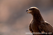 Steppe Eagle (Aquila nipalensis) - Aigle des Steppes (10983)