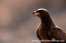 Steppe Eagle (Aquila nipalensis) - Aigle des Steppes (10983) Steppe Eagle (Aquila nipalensis) - Aigle des Steppes (10983)