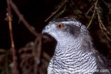 Goshawk (Accipiter gentilis) - Autour des palombes - 20739