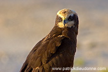 Marsh Harrier (Circus aeruginosus) - Busard des roseaux 10707