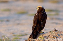 Marsh Harrier (Circus aeruginosus) - Busard des roseaux 10708