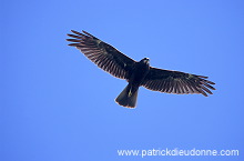 Marsh Harrier (Circus aeruginosus) - Busard des roseaux 11039