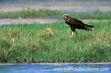 Marsh Harrier (Circus aeruginosus) - Busard des roseaux 11042