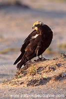 Marsh Harrier (Circus aeruginosus) - Busard des roseaux 11047