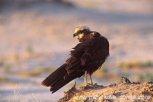 Marsh Harrier (Circus aeruginosus) - Busard des roseaux 11049 Marsh Harrier (Circus aeruginosus) - Busard des roseaux 11049