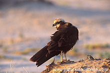 Marsh Harrier (Circus aeruginosus) - Busard des roseaux 11049