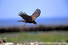 Marsh Harrier (Circus aeruginosus) - Busard des roseaux - 20740