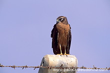 Montagu's Harrier (Circus pygargus) - Busard cendré  11054