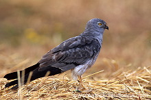 Montagu's Harrier (Circus pygargus) - Busard cendre - 20743