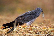 Montagu's Harrier (Circus pygargus) - Busard cendre - 20745