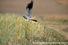 Montagu's Harrier (Circus pygargus) - Busard cendre - 20748 Montagu's Harrier (Circus pygargus) - Busard cendre - 20748