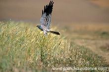 Montagu's Harrier (Circus pygargus) - Busard cendre - 20748